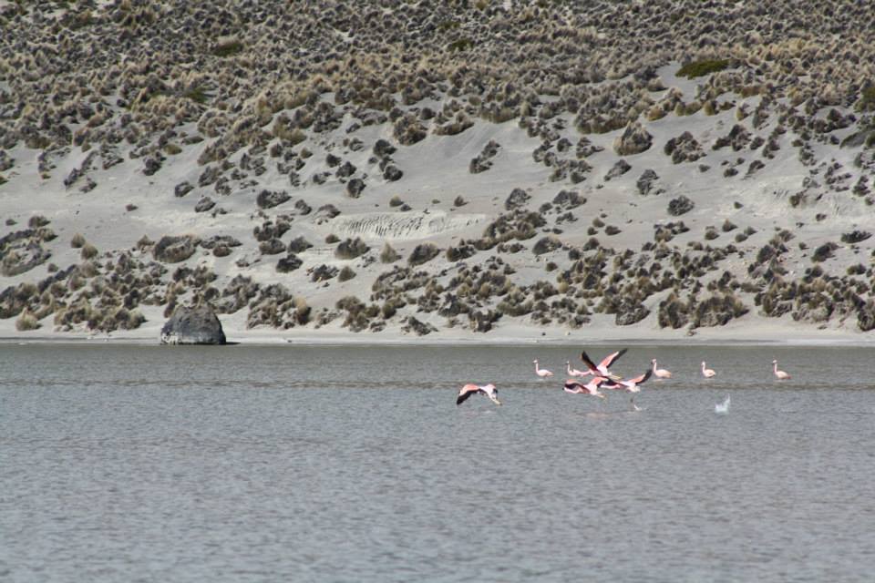 A group of flamingos taking flight from a lake
