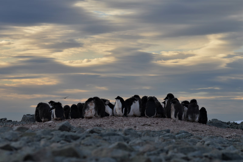 A group of Penguins huddled together on an island